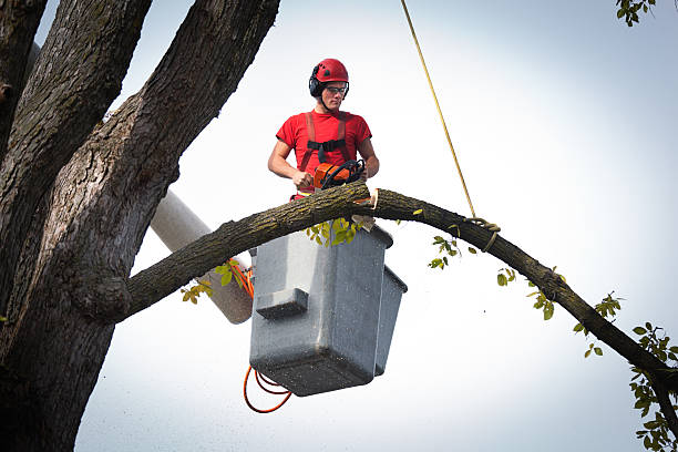 The Steps Involved in Our Tree Care Process in Marine City, MI